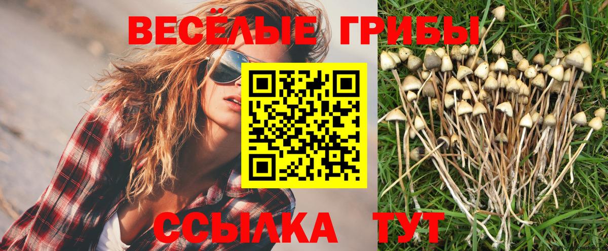Галлюциногенные грибы GOLDEN TEACHER  Вход с VPN  Павлово  Галлюциногенные грибы Psilocybine cubensis 